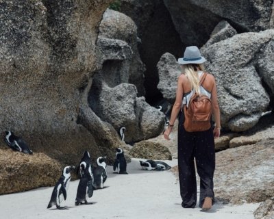 Philip island Tours